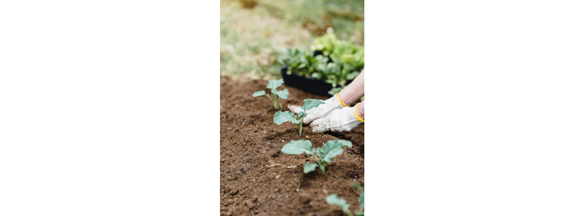 Bella Vista Lawn Services
