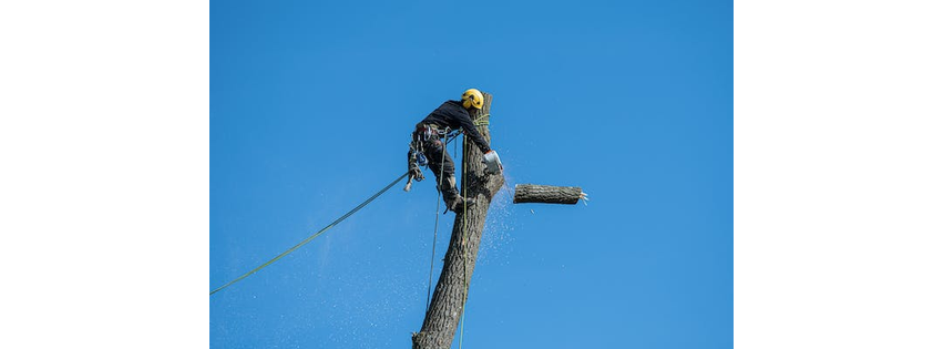 Beautiful Tree Service INC
